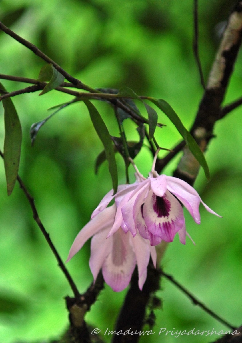 Dendrobium maccarthiae Thwaites